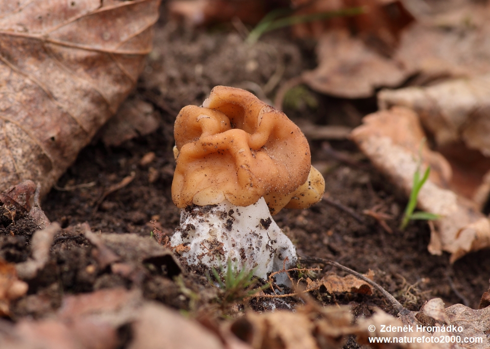 Snow morel, Gyromitra gigas (Mushrooms, Fungi)